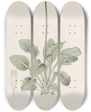 Triptych art skateboard deck of Sydenham Edwards The Ruffed Primrose by Sydenham Edwards (1768-1819)