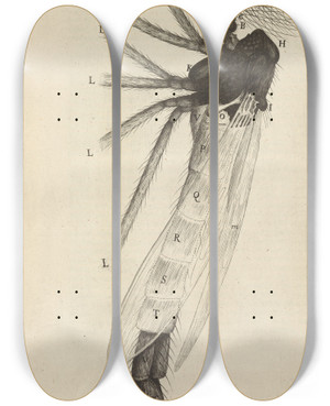 Triptych art skateboard deck of Robert Hooke Microscopic View Of A Tuftd Tufted Or Brushhorned Gnat by Robert Hooke (1635-1703)