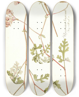 Triptych art skateboard deck of Nikolaus Joseph Freiherr Von Jacquin Pelargonium Longicaule by Nikolaus Joseph Freiherr Von Jacquin (1727-1817)