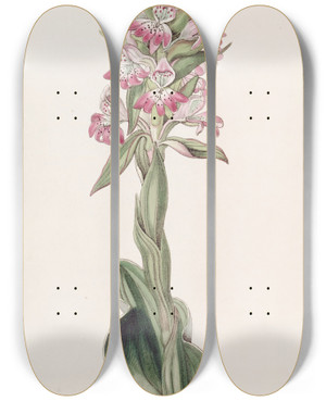 Triptych art skateboard deck of Sydenham Edwards Pustular Satyrium by Sydenham Edwards (1768-1819)