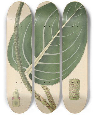 Triptych art skateboard deck of William Jackson Hooker Peperomia Maculosa by William Jackson Hooker (1785-1865)