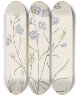 Triptych art skateboard deck of Sydenham Edwards Trifid Suncress by Sydenham Edwards (1768-1819)