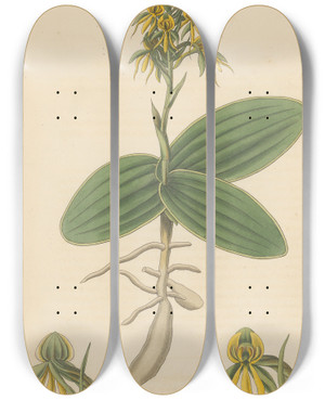Triptych art skateboard deck of William Jackson Hooker Habenaria Marginata by William Jackson Hooker (1785-1865)
