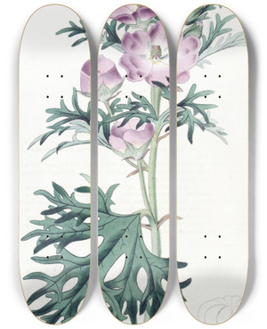 Triptych art skateboard deck of Sydenham Edwards Purple Mallow by Sydenham Edwards (1768-1819)