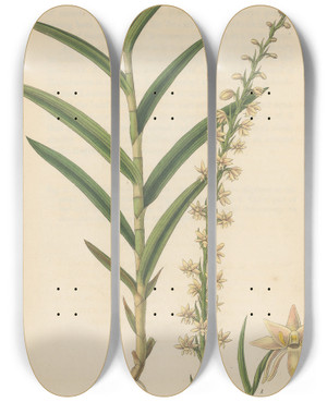 Triptych art skateboard deck of William Jackson Hooker Habenaria Gracilis by William Jackson Hooker (1785-1865)