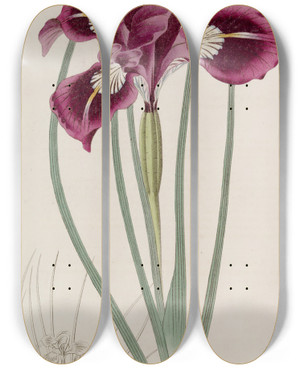 Triptych art skateboard deck of Sydenham Edwards Thoughthreaded Iris by Sydenham Edwards (1768-1819)