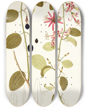 Triptych art skateboard deck of Nikolaus Joseph Freiherr Von Jacquin Passiflora Cuprea by Nikolaus Joseph Freiherr Von Jacquin (1727-1817)