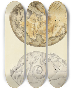 Triptych art skateboard deck of James Sowerby The Mineral Conchology Of Great Britain Pl357 by James Sowerby (1757-1822)