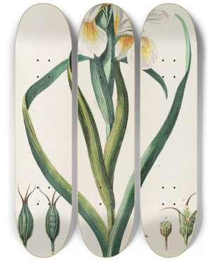 Triptych art skateboard deck of Georg Dionysius Ehret Iris by Georg Dionysius Ehret (1708-1770)