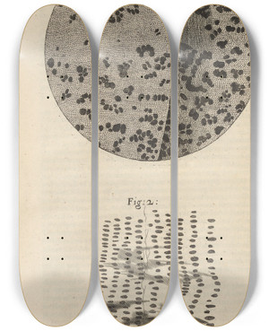 Triptych art skateboard deck of Robert Hooke Microscopic View Of Charcoal And Petrified Wood by Robert Hooke (1635-1703)