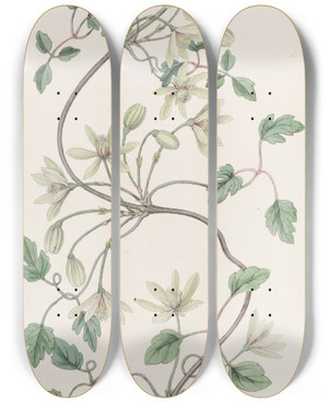 Triptych art skateboard deck of Sydenham Edwards Sixpetaled Virgins Bower by Sydenham Edwards (1768-1819)