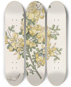 Triptych art skateboard deck of Sydenham Edwards Spiny Calycotome by Sydenham Edwards (1768-1819)