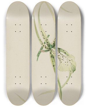 Triptych art skateboard deck of Adolf Schrdter  Orchidee Brassia Brachiata Guatemala by Adolf Schrodter (1805-1875)