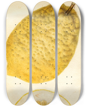 Triptych art skateboard deck of Deborah Griscom Passmore Citrus Medica Lyman by Deborah Griscom Passmore (1840-1911)