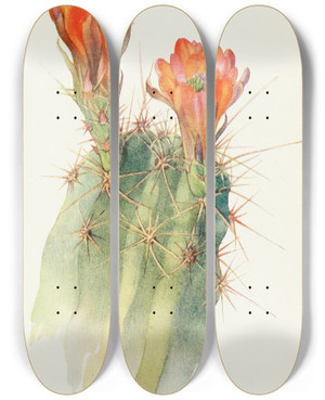 Triptych art skateboard deck of Margaret Armstrong Hedgehog Cactus by Margaret Armstrong (1867-1944)