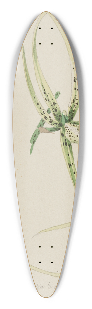 Adolf Schrdter  - Orchidee Brassia Brachiata (Guatemala) 39.3 inch art pintail longboard deck