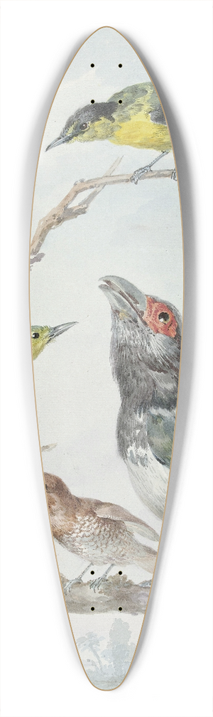 Aert Schouman - Four Different Birds on a Branch 39.3 inch art pintail longboard deck