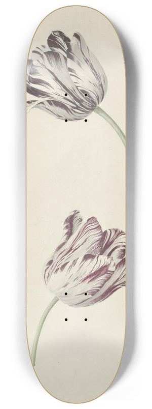 Jan Jansz. van der Vinne - Twee wit-rode tulpen 8.25 inch art skate deck