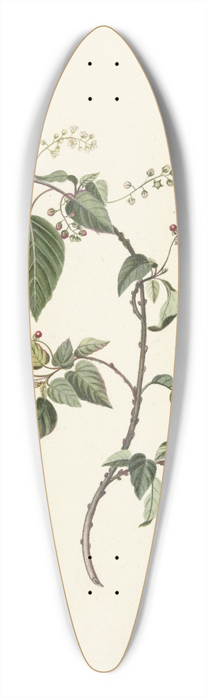 Alida Withoos - Branch of a Redcurrant 39.3 inch art pintail longboard deck