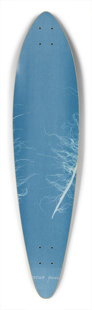 Anna Atkins - Asperococcus pusillus 39.3 inch art pintail longboard deck