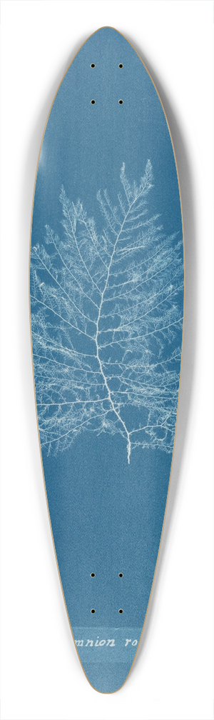 Anna Atkins - Calithamnion roseum 39.3 inch art pintail longboard deck
