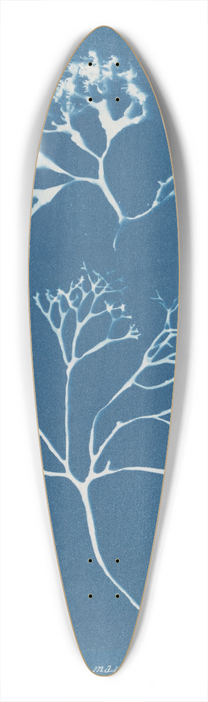 Anna Atkins - Chondrus mamillosus 39.3 inch art pintail longboard deck