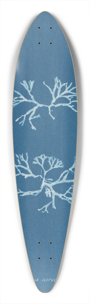 Anna Atkins - Chondrus norvegicus 39.3 inch art pintail longboard deck