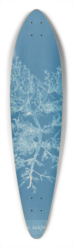 Anna Atkins - Chylocladia kaliformis 39.3 inch art pintail longboard deck