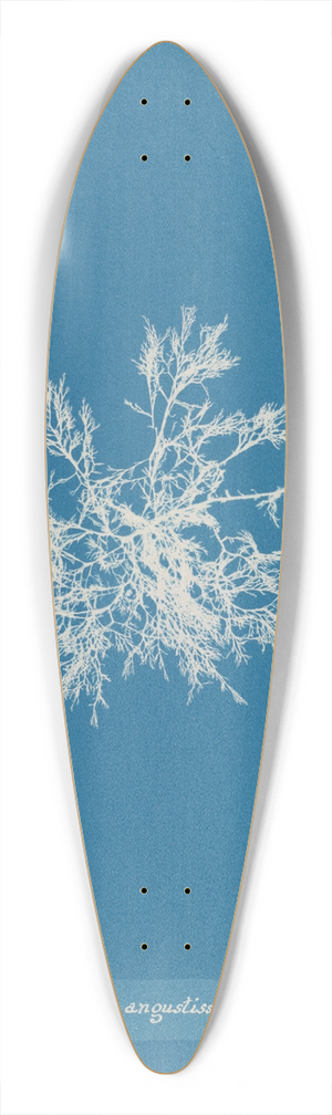 Anna Atkins - Delesseria angustissima 39.3 inch art pintail longboard deck