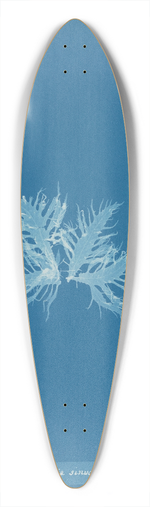 Anna Atkins - Delesseria sinuosa, var. 39.3 inch art pintail longboard deck