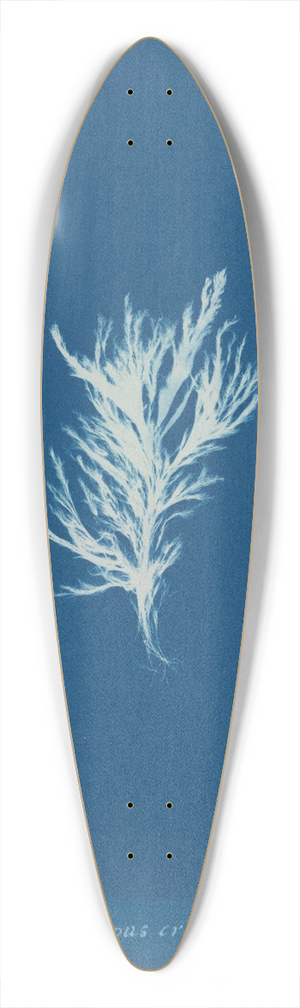 Anna Atkins - Ectocarpus crinitus. 39.3 inch art pintail longboard deck