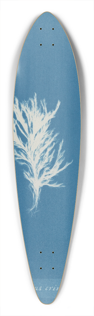Anna Atkins - Ectocarpus crinitus 39.3 inch art pintail longboard deck