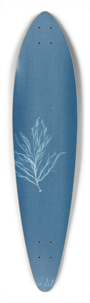 Anna Atkins - Ectocarpus littoralis. 39.3 inch art pintail longboard deck