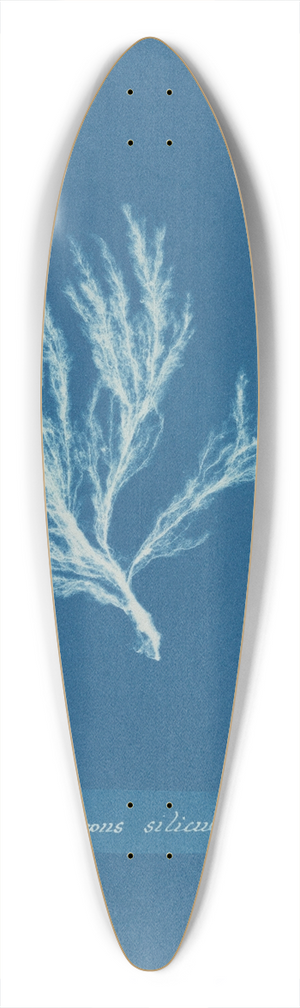 Anna Atkins - Ectocarpus siliculosus 39.3 inch art pintail longboard deck