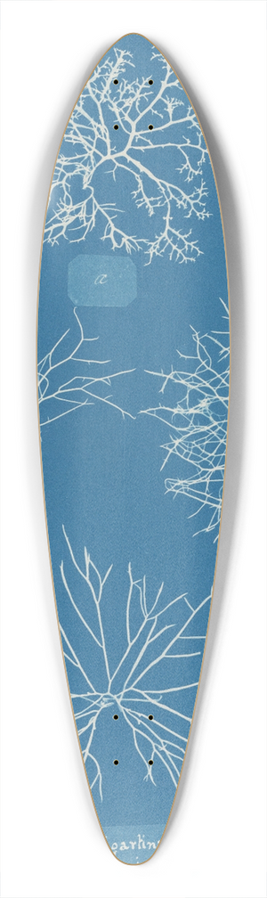 Anna Atkins - Gigartina acicularis, a. in fine fruit 39.3 inch art pintail longboard deck