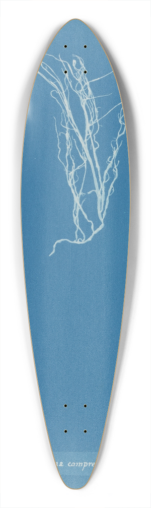 Anna Atkins - Gigartina compressa 39.3 inch art pintail longboard deck