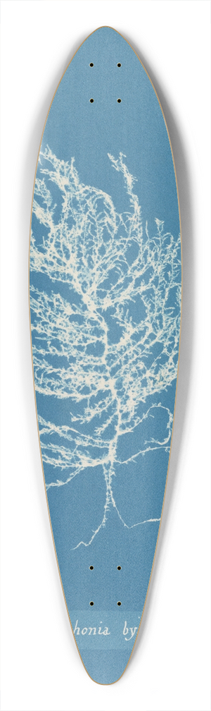 Anna Atkins - Polysiphonia byssoides 39.3 inch art pintail longboard deck