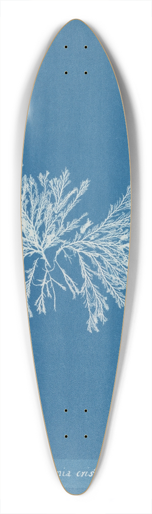 Anna Atkins - Polysiphonia cristata 39.3 inch art pintail longboard deck