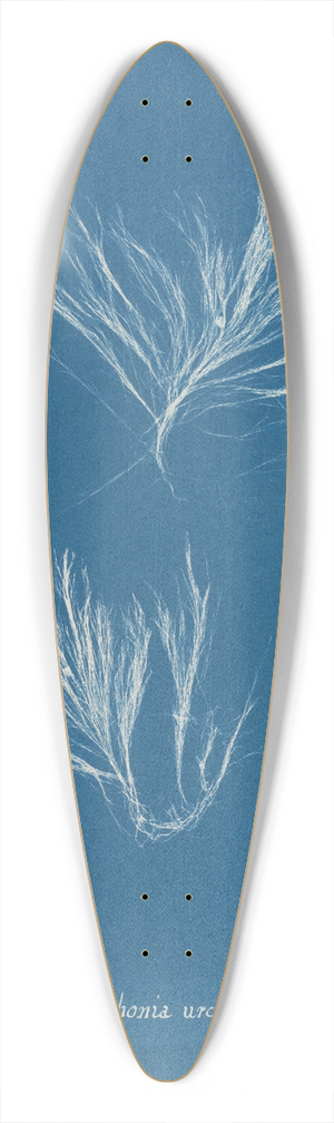 Anna Atkins - Polysiphonia urceolata 39.3 inch art pintail longboard deck