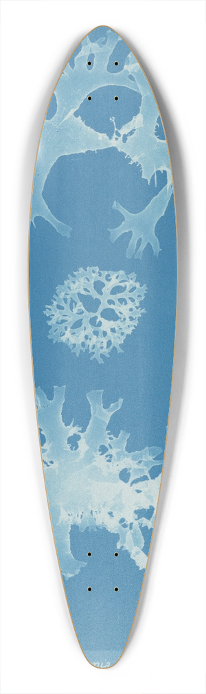 Anna Atkins - Rhodomenia bifida. 39.3 inch art pintail longboard deck