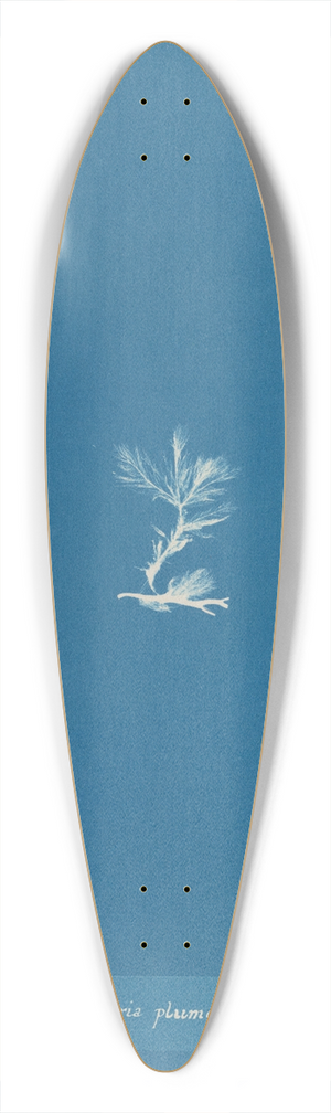 Anna Atkins - Sphacelaria plumosa 39.3 inch art pintail longboard deck