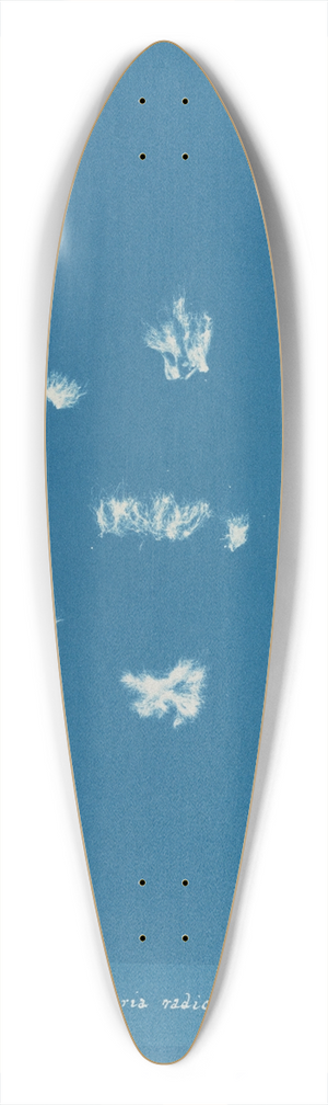 Anna Atkins - Sphacelaria radicans 39.3 inch art pintail longboard deck