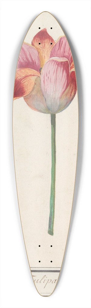 Anselmus Botius de Boodt - Tulp (Tulipa) 39.3 inch art pintail longboard deck