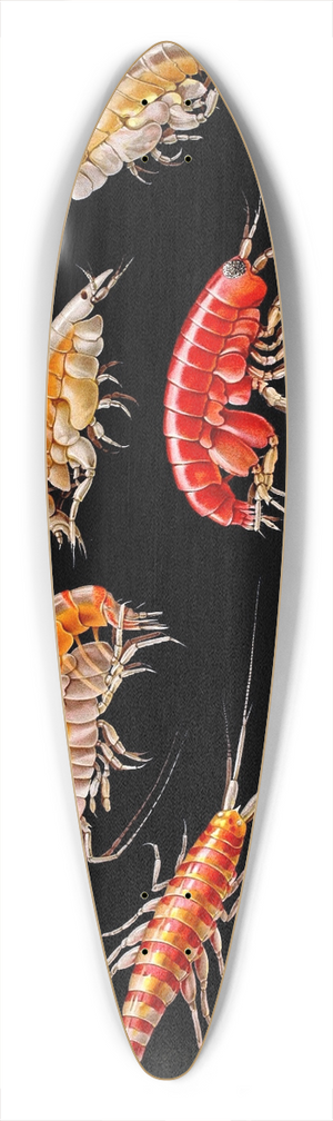 Antonio della Valle - Gammarini del golfo di Napoli Plate 5 39.3 inch art pintail longboard deck