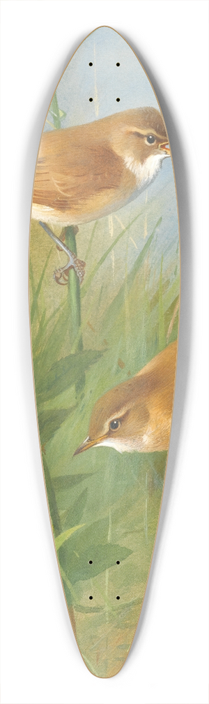 Archibald Thorburn - Sedge Warbler, Reed Warbler Andmarsh Warbler 39.3 inch art pintail longboard deck