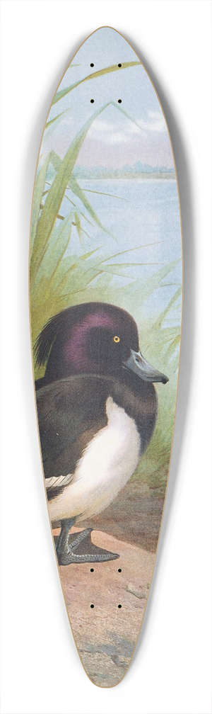 Archibald Thorburn - Tufted Duck 39.3 inch art pintail longboard deck