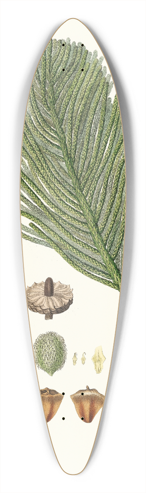 Aylmer Bourke Lambert - Arucaria excelsa = Norfolk Island pine 39.3 inch art pintail longboard deck