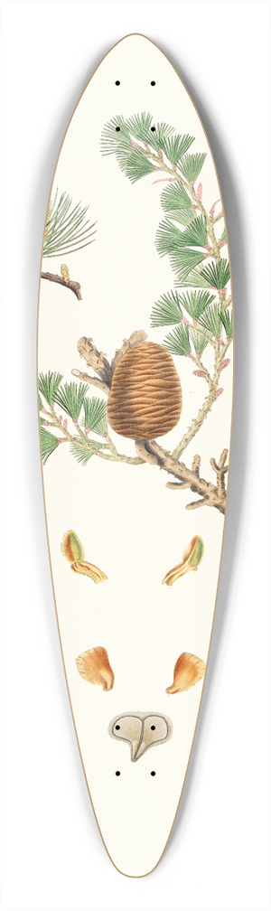 Aylmer Bourke Lambert - Pinus deodara = Indian cedar 39.3 inch art pintail longboard deck