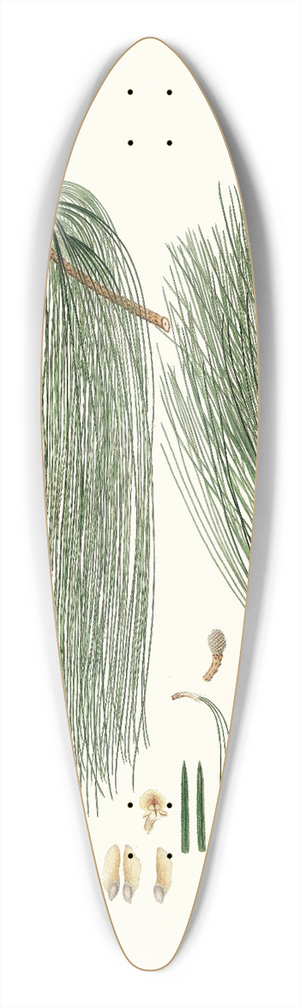 Aylmer Bourke Lambert - Pinus longifolia = Long-leaved Indian pine 39.3 inch art pintail longboard deck