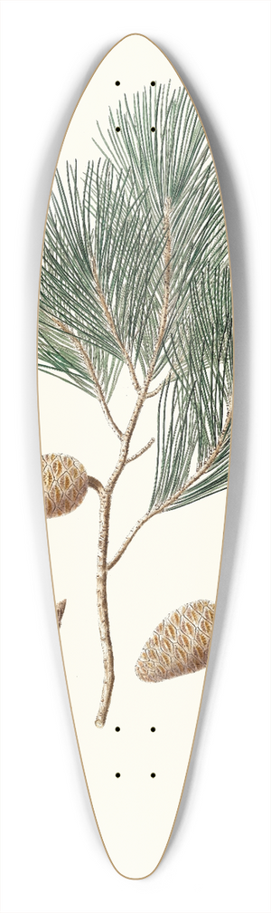 Aylmer Bourke Lambert - Pinus maritima = Maritime pine 39.3 inch art pintail longboard deck